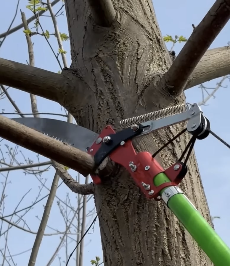 Tree trimming and pruning services in Maricopa, AZ
