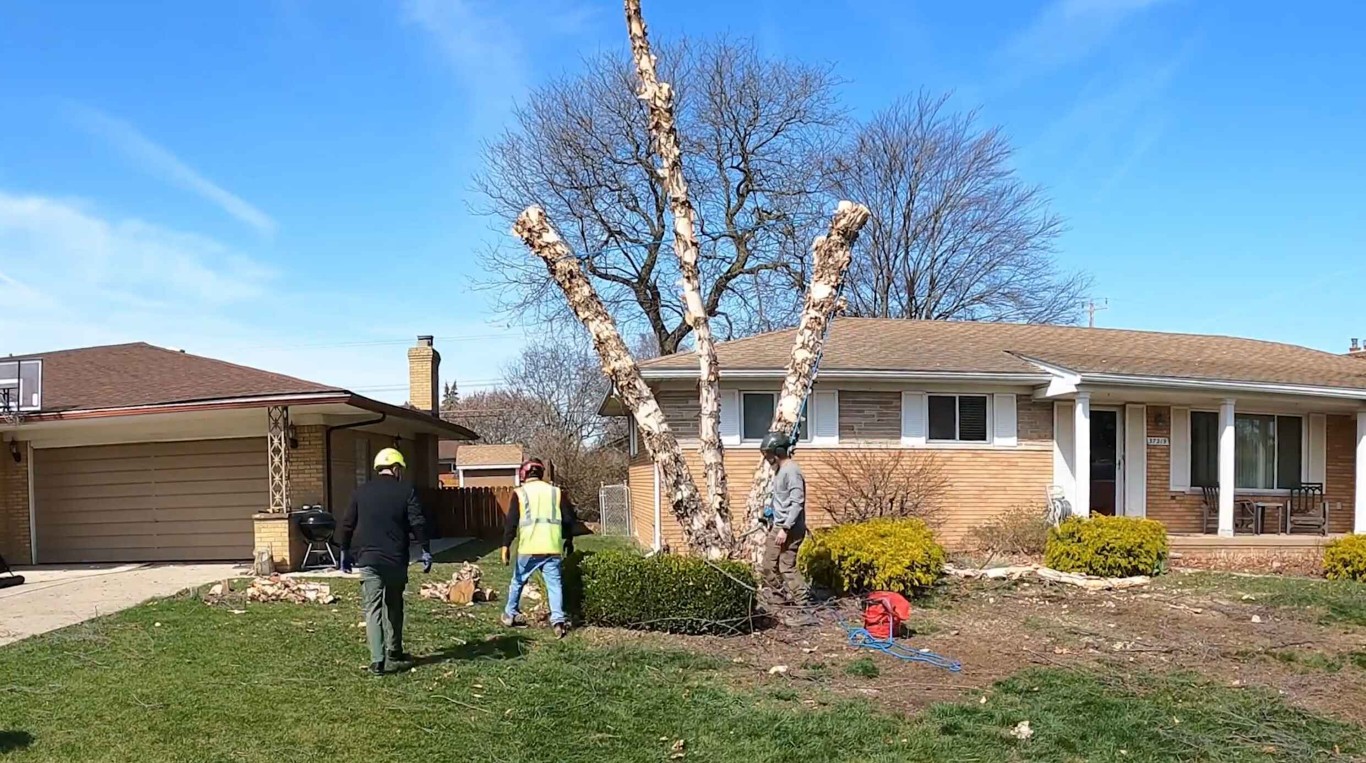 Professional tree removal service in Maricopa, AZ
